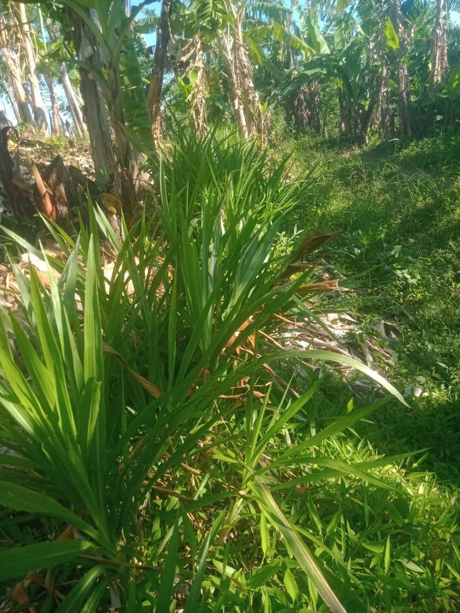 Fondasi peternakan