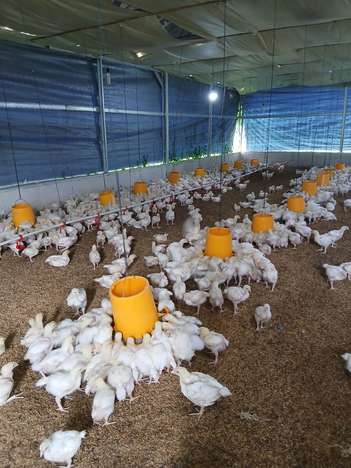 Pertumbuhan ternak ayam